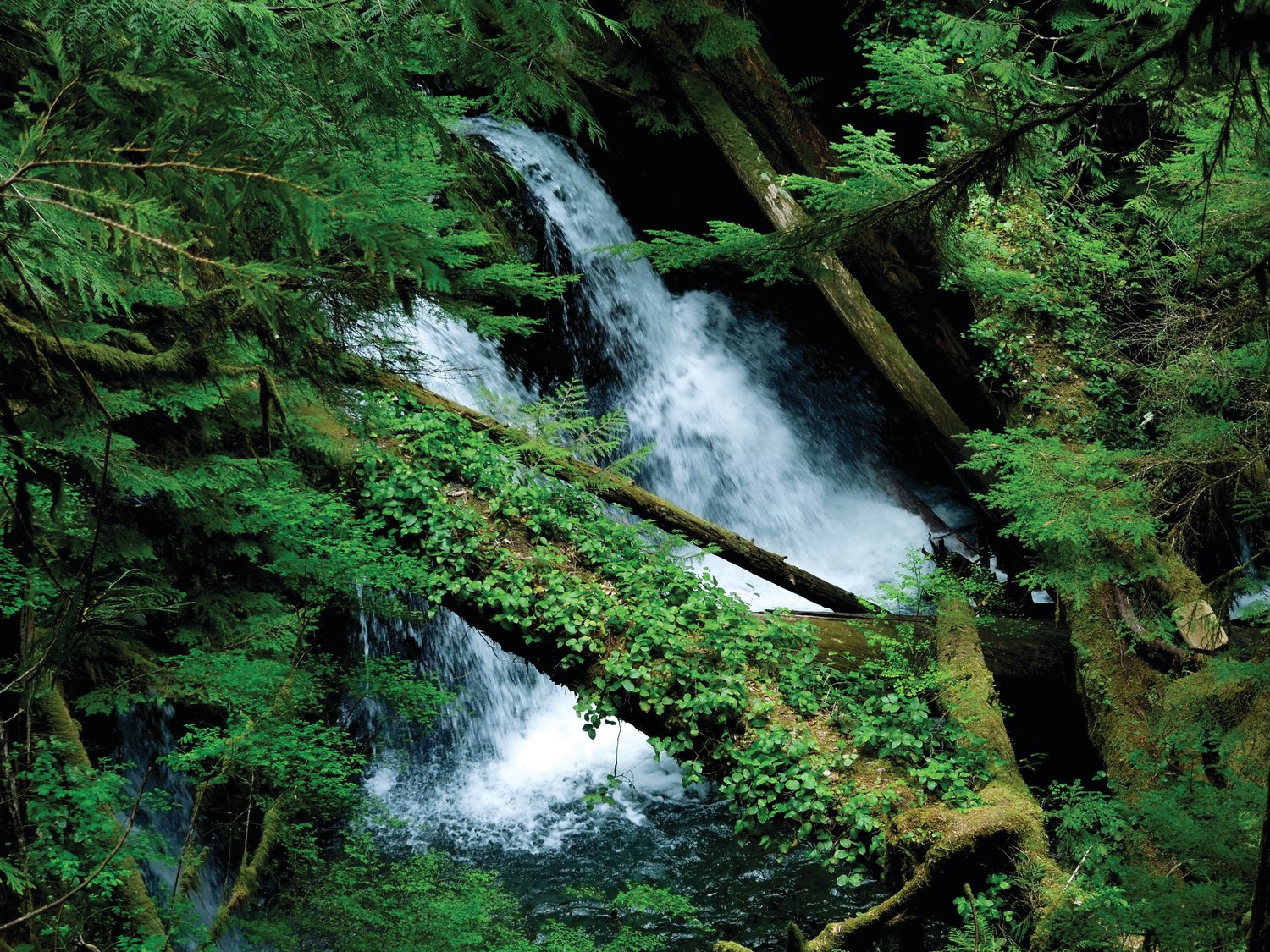 Enjoy lush forest and plenty of running water while hiking the Olympic Peninsula with a group of like-minded hikers.